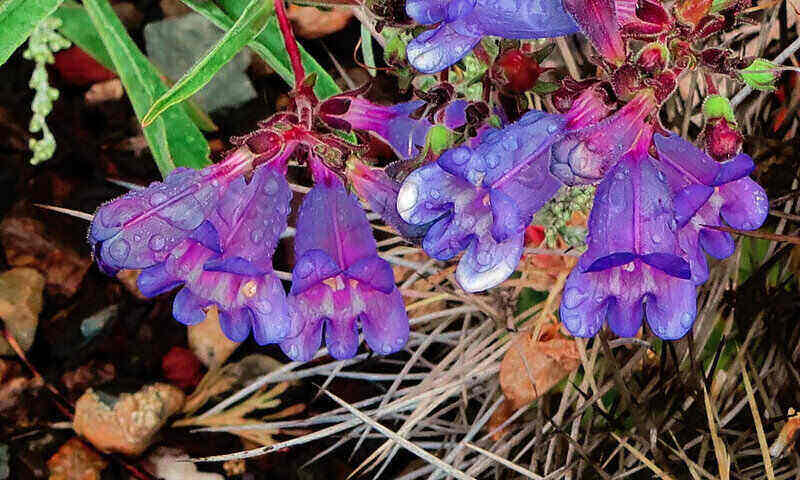 Close-up of vibrant purple Penstemon blooms, which is native to California