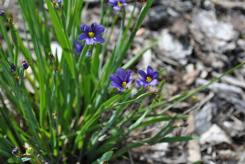 small bluish-purple flowers from blue-eyed grass
