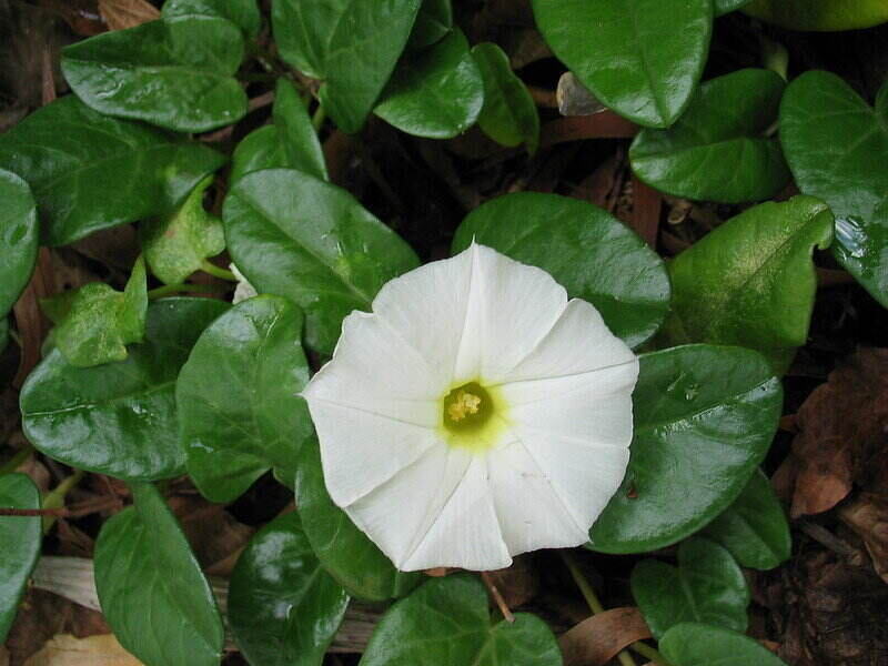close-up of a whilte beach morning glory flower
