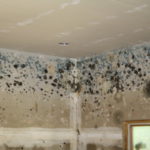 Health Risks of Mold