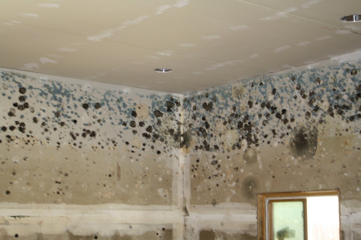Mold spores rise up the ceiling in a flooded home