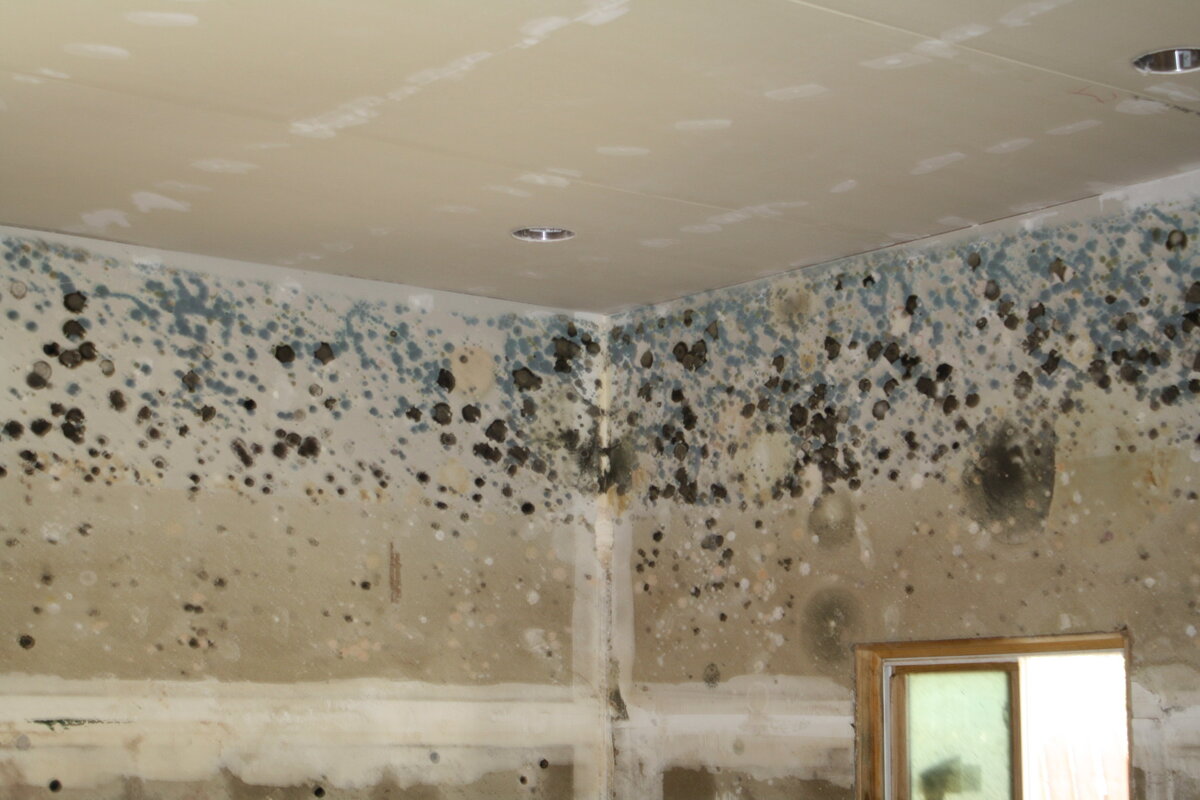 The 3 Most Likely Types of Mold to find in Your Home