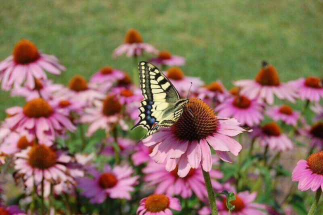 A swallowtail butterfly on a coneflower