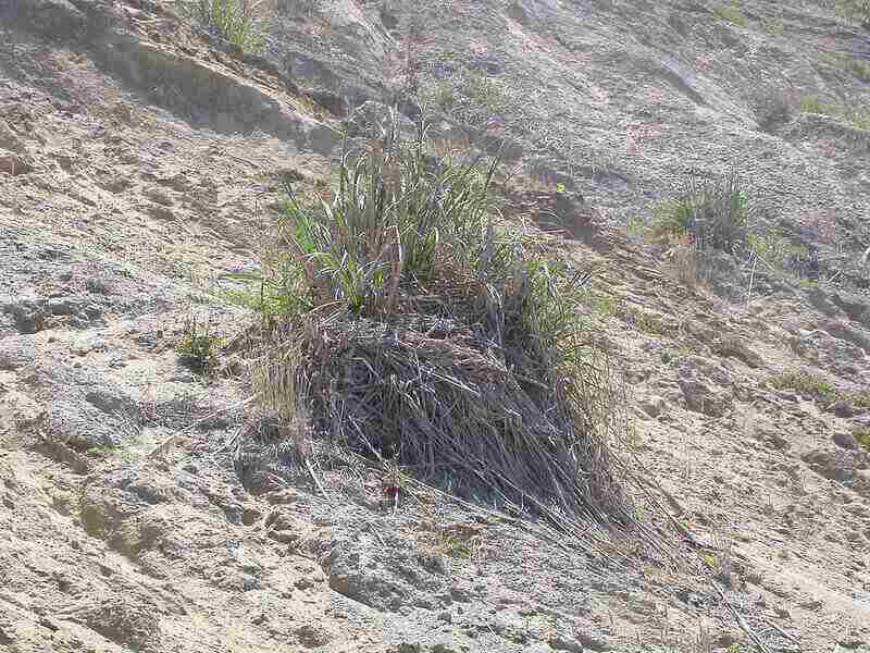 Giant Wildrye on the sandy slopes along coastal California