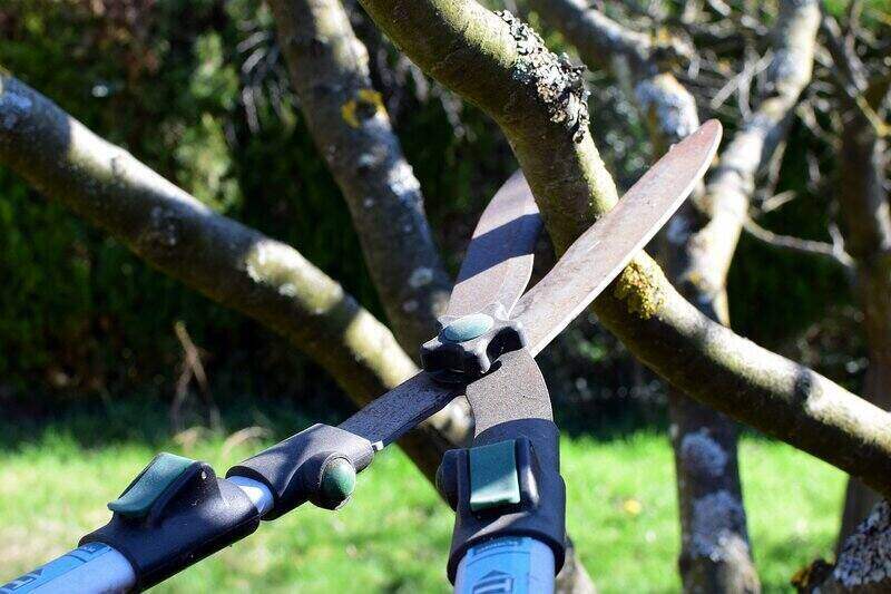 pruning shears ready to cut a thick branch