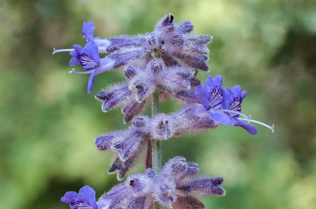 Russian sage has beautiful purple flowers that appear to be covered in fur close to the stem.