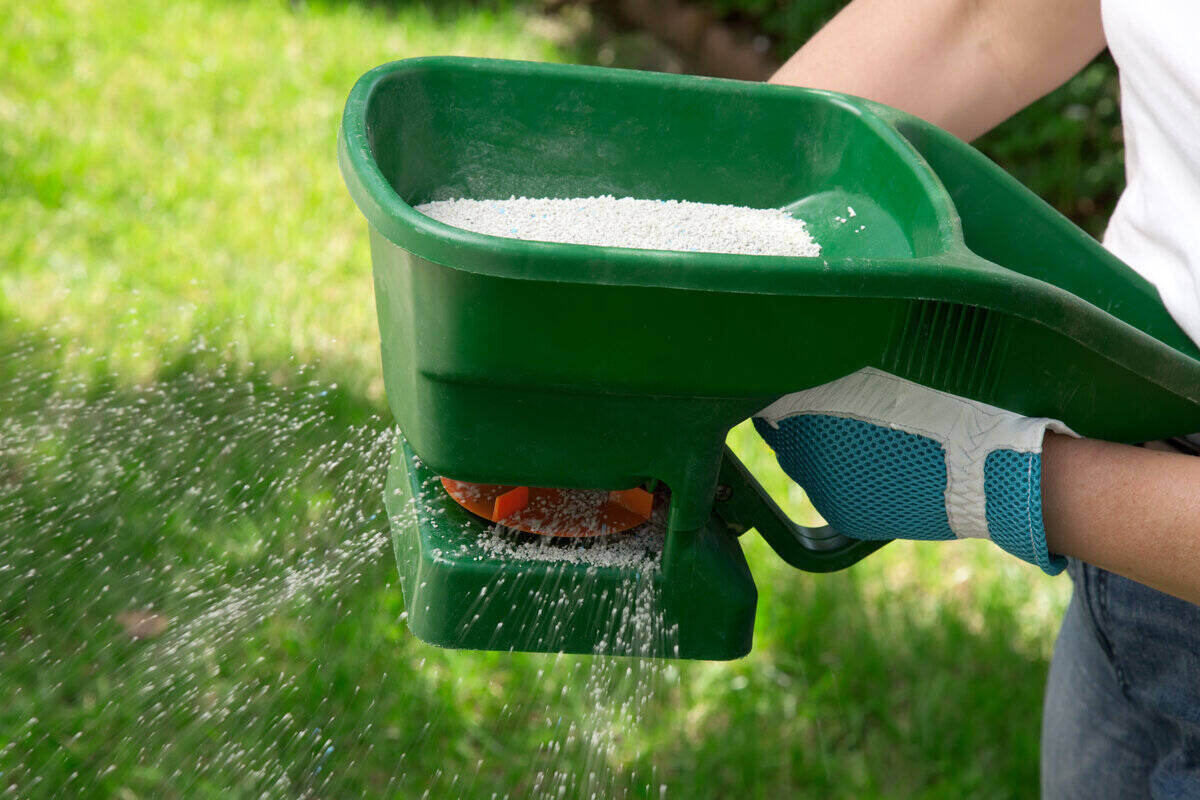 Lawn fertilizer being spread with a manual fertilizer spreader