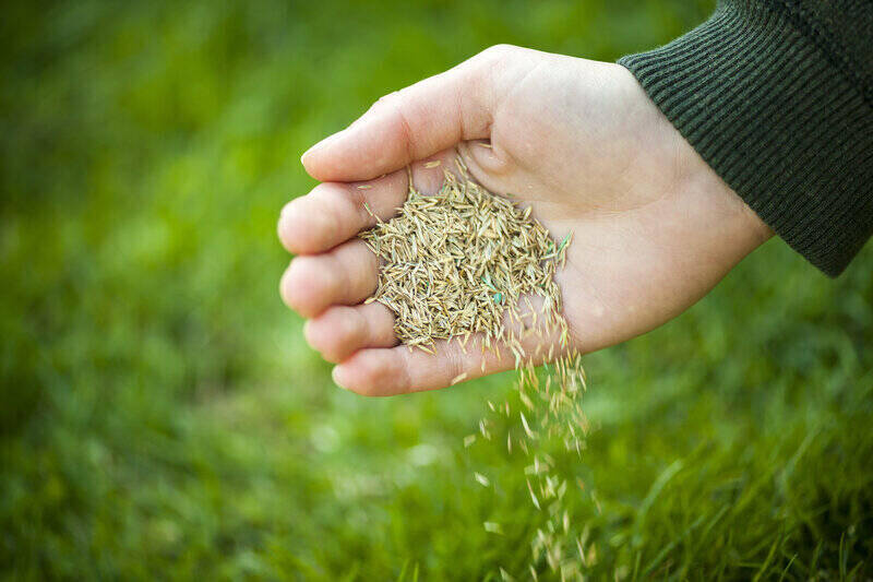 Close-up of person pouring grass seed out of their hand