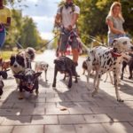 2023’s Best Cities to Walk Your Dog