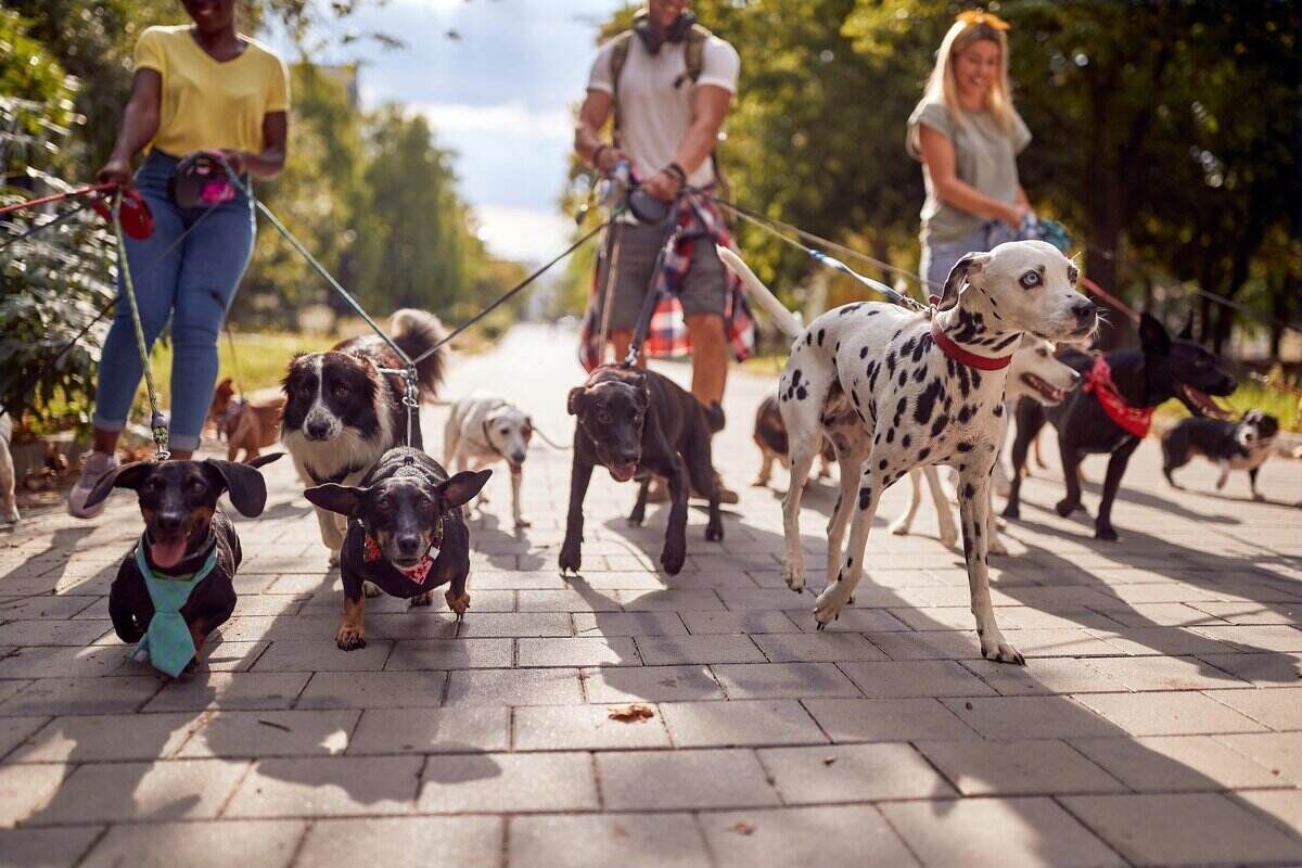 low angle shot of 3 dogwalkers walking multiple dogs on leashes through a city park