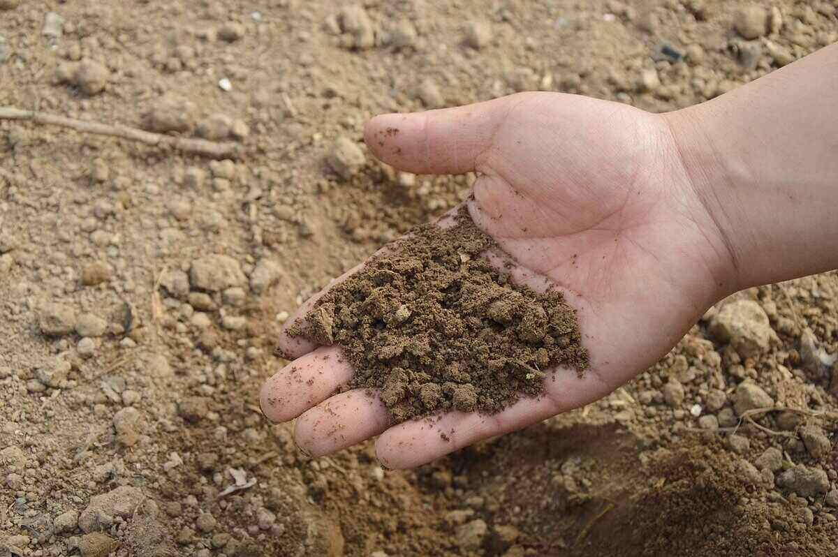 person showing soil type by holding some brown soil in their hand above the ground