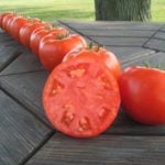 A Beginner’s Guide to Gardening