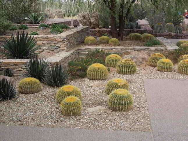Round cactus dot a terraced rock garden at the Desert Botanical Garden in Phoenix.