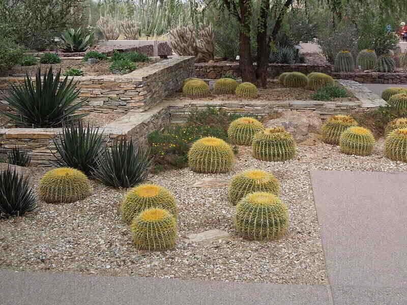 6 Steps to Xeriscape Your Phoenix Yard
