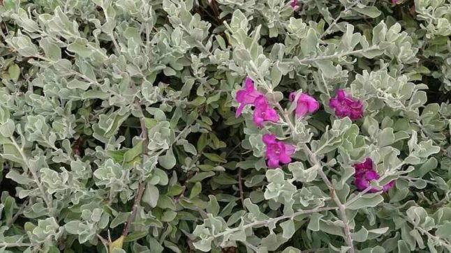 Purple sage