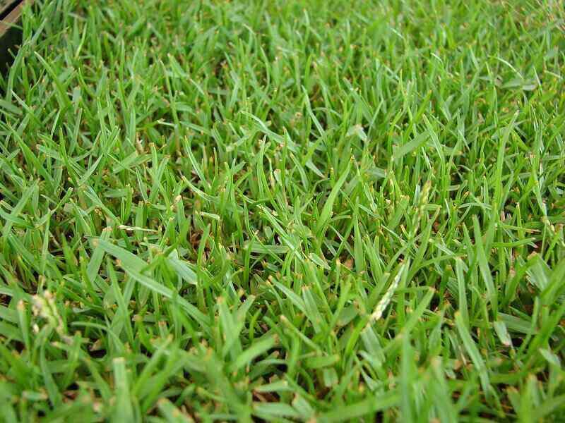 close-up of zoysiagrass