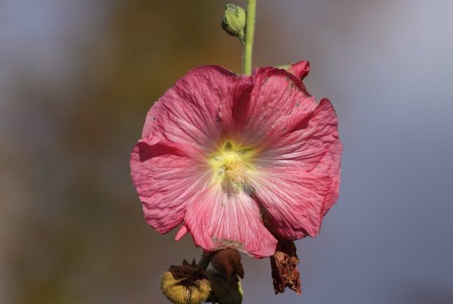 pink Hollyhock flower