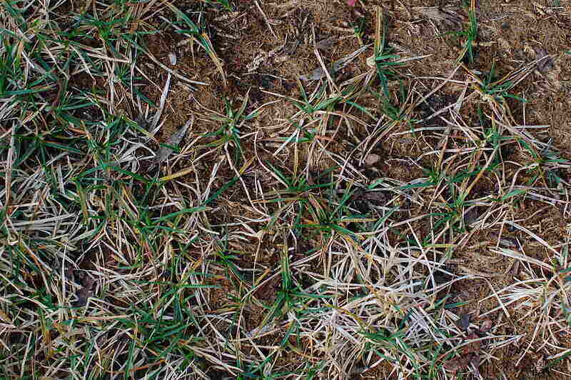 grass turning white and thinning, probably from disease
