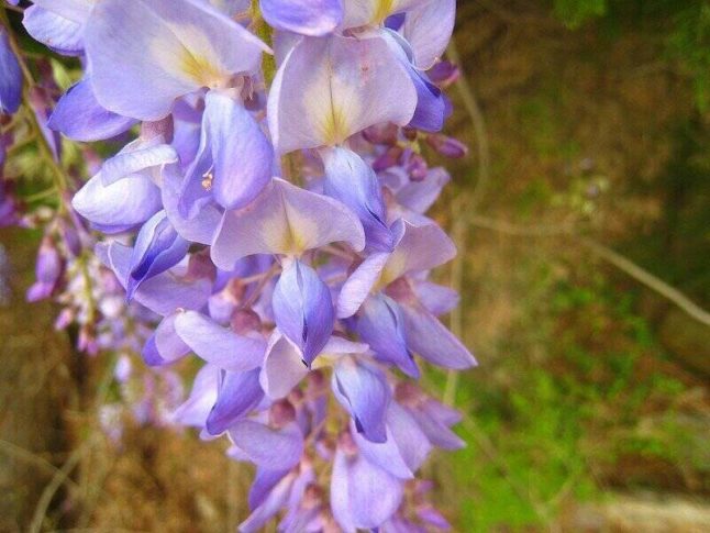 American Wisteria flower