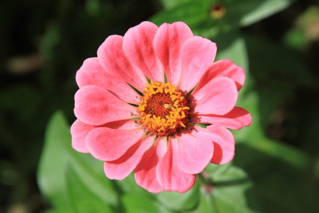 pink zinnia flower