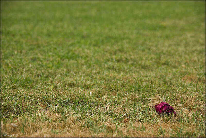 dead rose laying in grass that is turning yellow