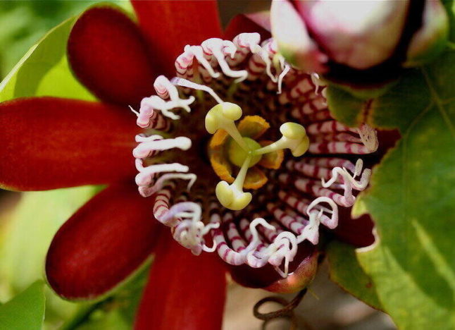 red Passionflower