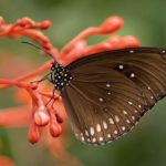 12 Native Plants Perfect for Your Butterfly Garden