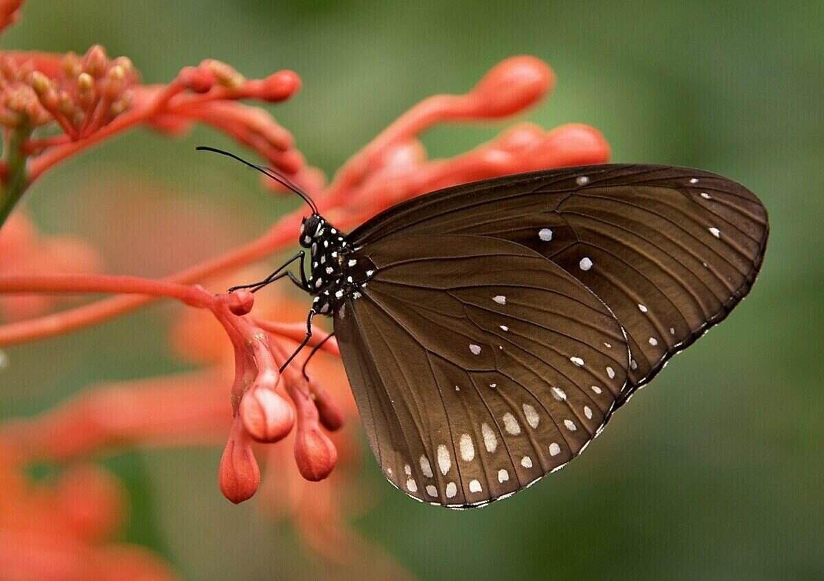 Brown Striped Core Butterfly on a pink plant