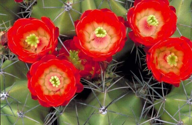 Red flowers on a green cactus