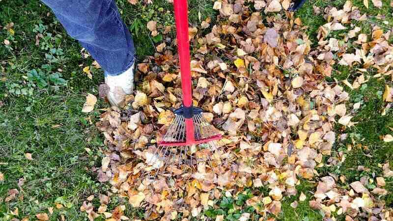 Leaves being raked into a pile