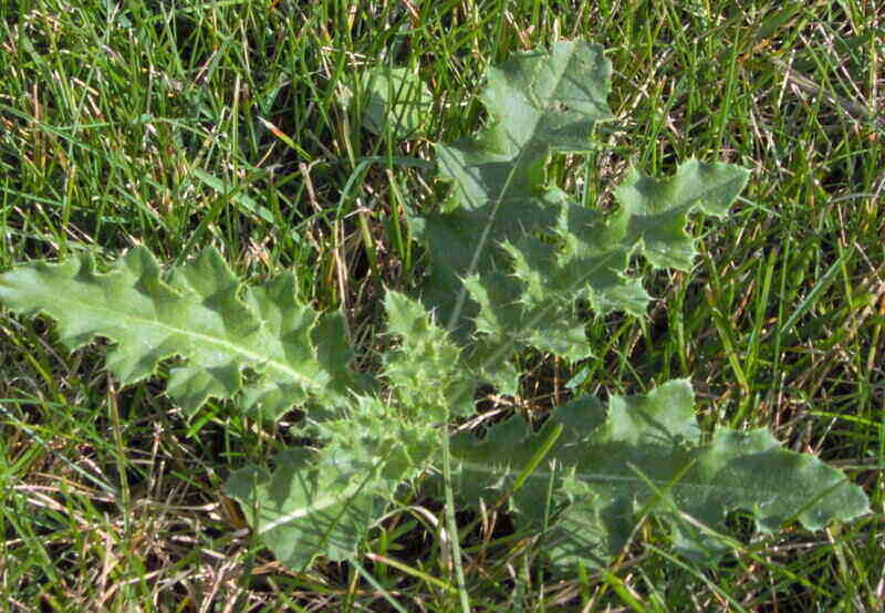 close-up of a crabgrass weed