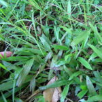 How to Get Rid of Carpetgrass