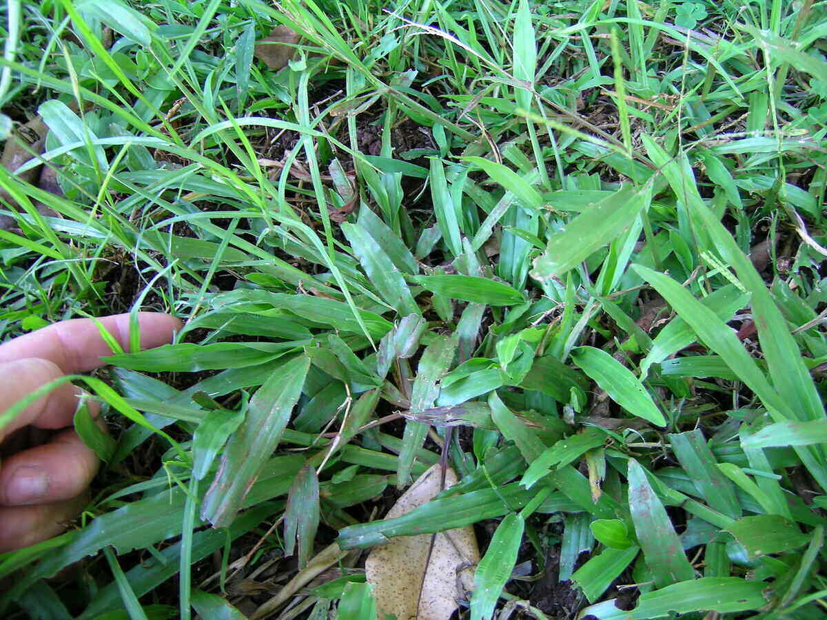 Carpetgrass has a broad leaf