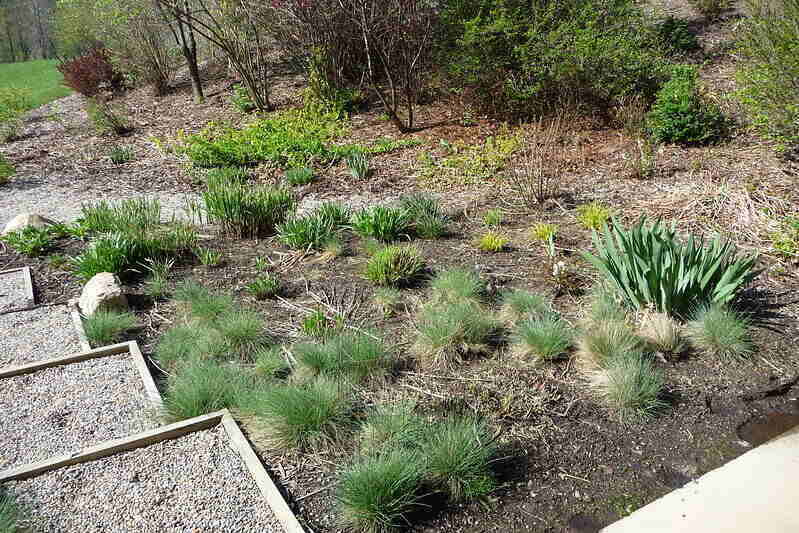 fescue grass next to a path