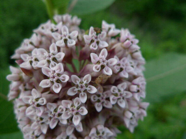 small purple flowers from milkweed