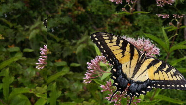 Butterfly on purple Joe Pye Weed