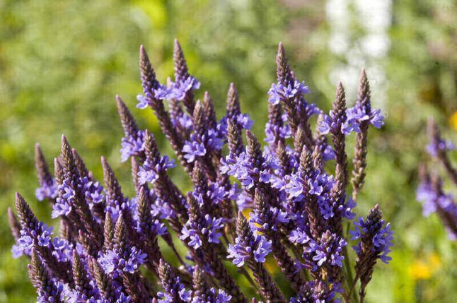 Blue Vervain