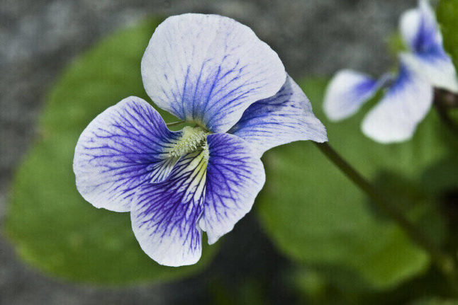 blue Wild Violet flower
