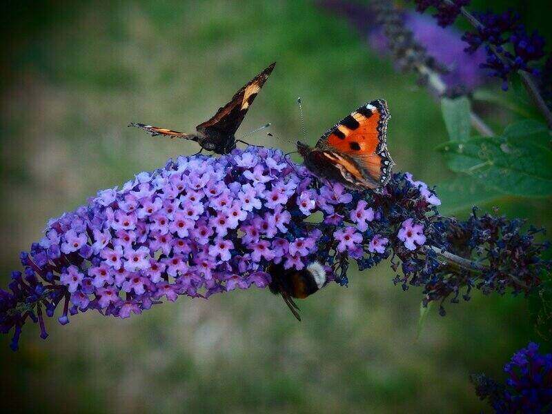 Butterflies on purple blooms of a butterfly bush.