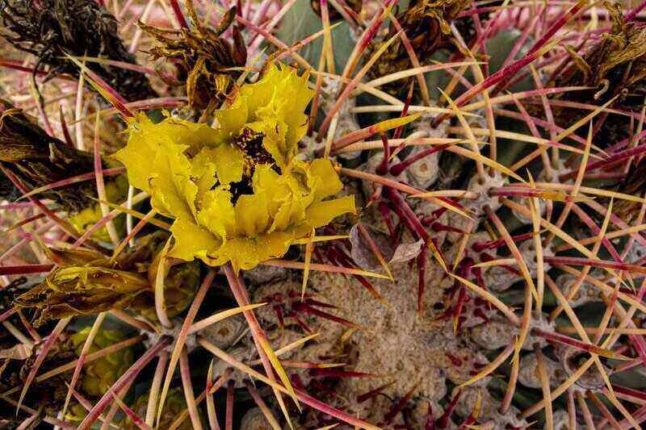 Yellow cactus flower in bloom surrounded by lots of cactus thorns