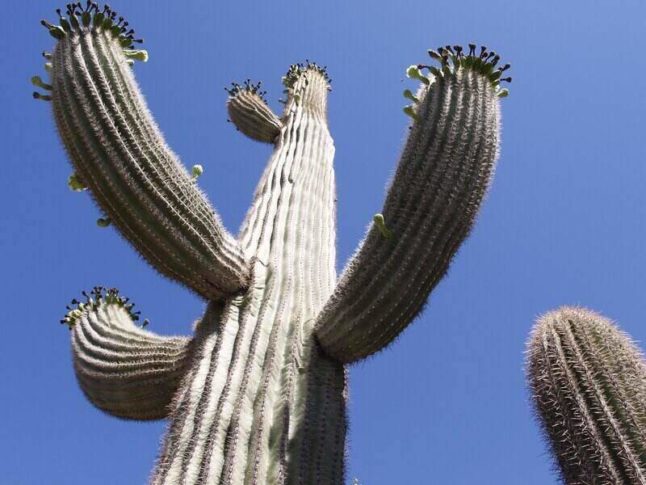 Saguaro cactus in Arizona desert