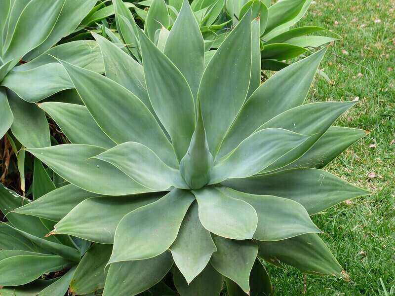 Dragon tree agave leaves