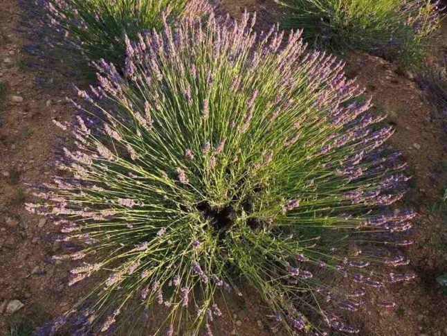 lavender shrub