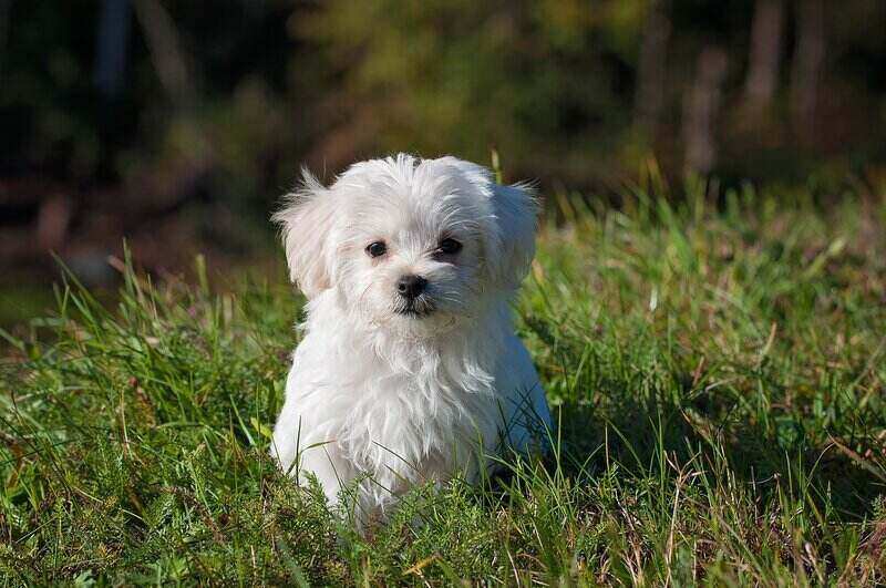 small white puppy sitting on green green