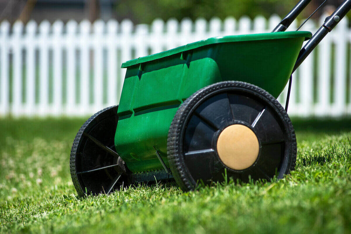 A lawn fertilizer used for spreading seed when overseeding.