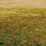 Yellow Grass: Causes and Treatment