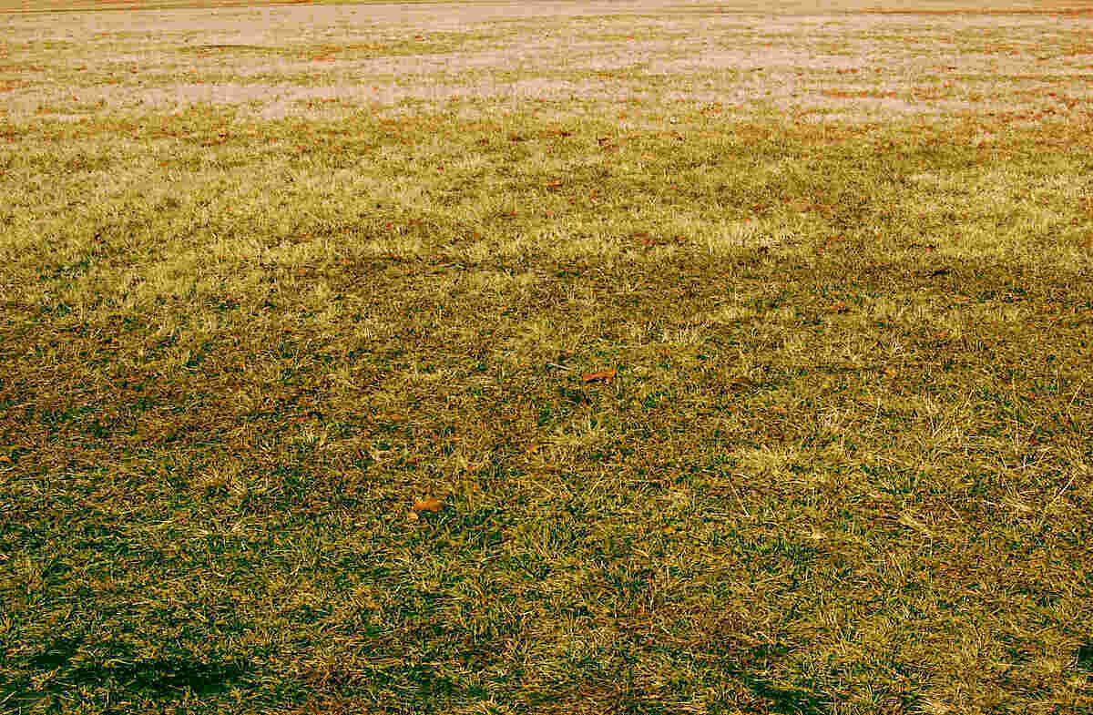 Yellow grass shop