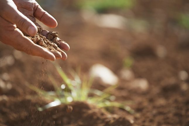 Hand planting seeds in soil