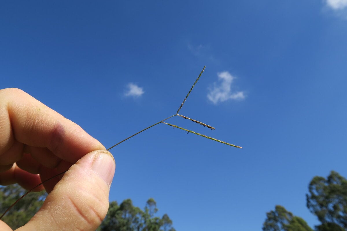 Axonopus fissifolius - Narrow-leafed Carpet Grass