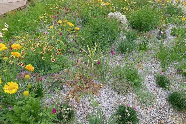 Xeriscaped garden of native plants